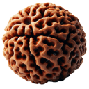 Rudraksha
